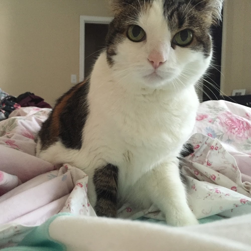 Meet your Posher, Shelby